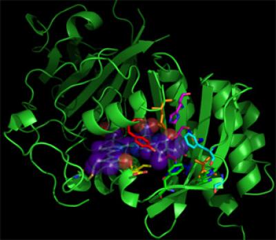 Roger Tsien Infrared Fluorescent Protein